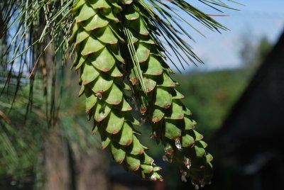 Pinus ayacahuite - borovice mexická - šišky detail